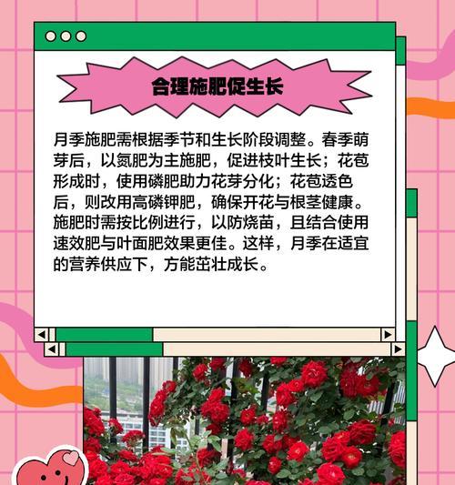 月季加仑盆种植好吗？如何正确养护？