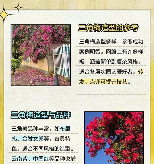 三角梅造型技巧有哪些？