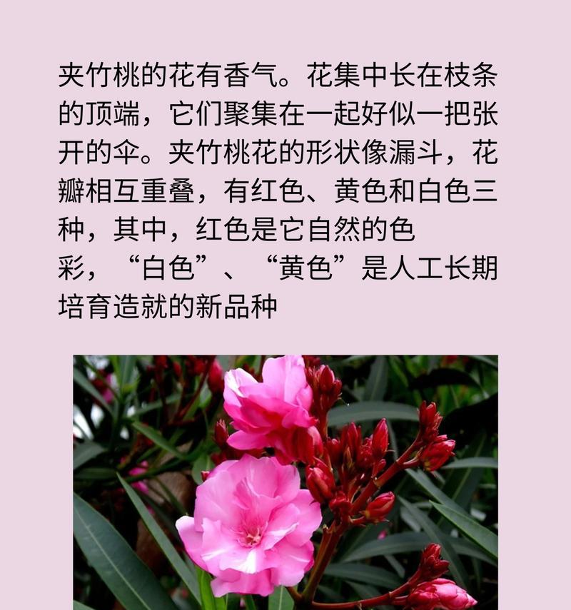 竹夹桃栽培技术要点是什么？如何掌握？