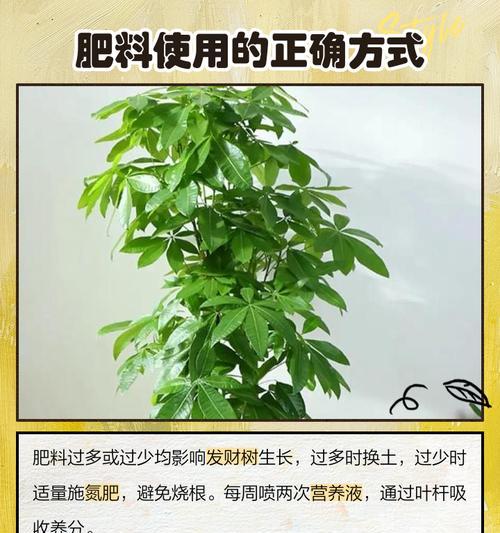 发财树叶子发黄掉叶怎么办？救活方法是什么？