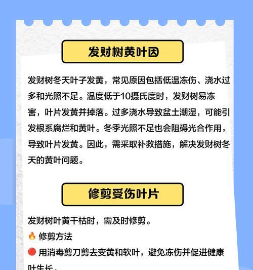 发财树叶子发黄掉叶怎么办？救活方法是什么？