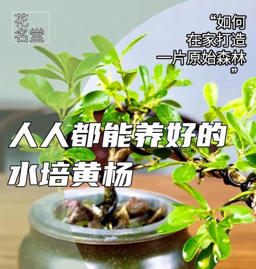 米叶黄杨正确的浇水方法是什么？