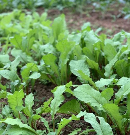 豆角茄子浇水的窍门有哪些？