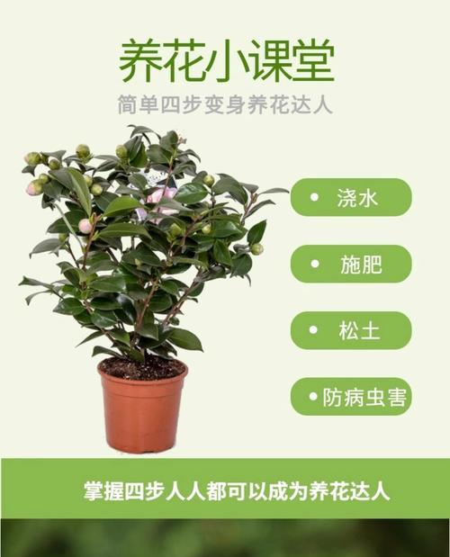 观赏植物用肥料有哪些？如何选择合适的肥料？