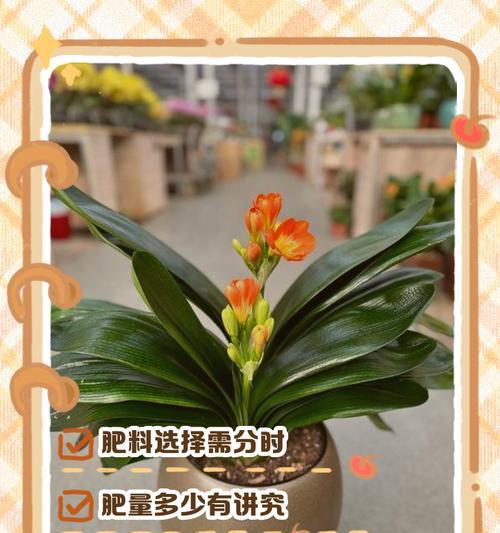 观赏植物用肥料有哪些？如何选择合适的肥料？