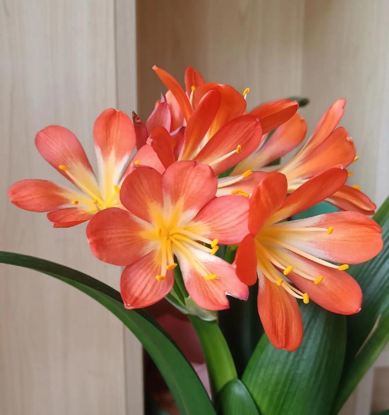 君子兰开花头部的寓意是什么？