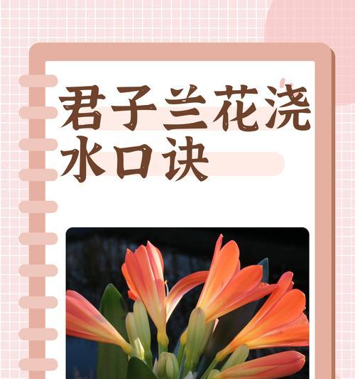 君子兰开花头部的寓意是什么？