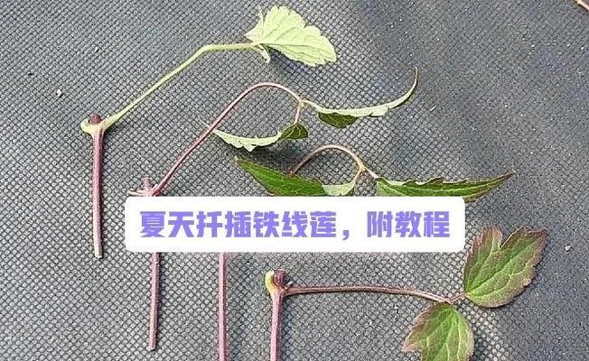 绯红公主铁线莲的繁殖方法是什么？如何繁殖绯红公主铁线莲？