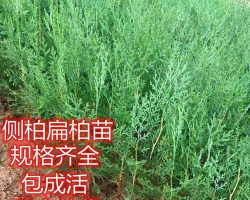 盆景扫帚柏树怎么养护好？扫帚柏树的养护秘诀是什么？