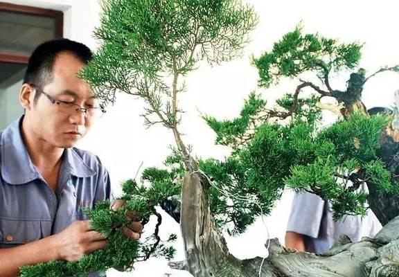 盆景扫帚柏树怎么养护好？扫帚柏树的养护秘诀是什么？