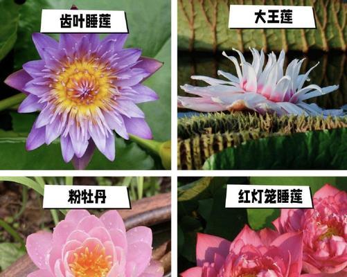 如何识别观赏植物的特点？