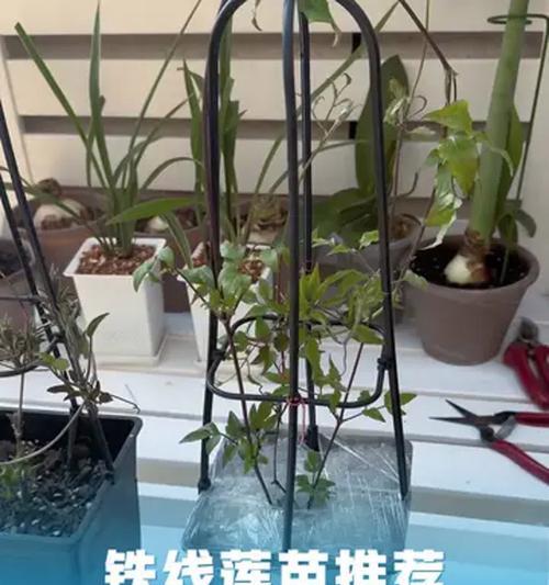 铁线莲小苗边缘发黄的解决方法是什么？