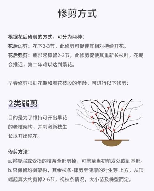 铁线莲小苗边缘发黄的解决方法是什么？