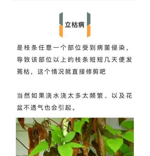 铁线莲在北方如何过冬？冬季养护铁线莲的要点是什么？