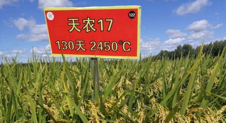 绥化水稻播种的最佳时间是什么时候？