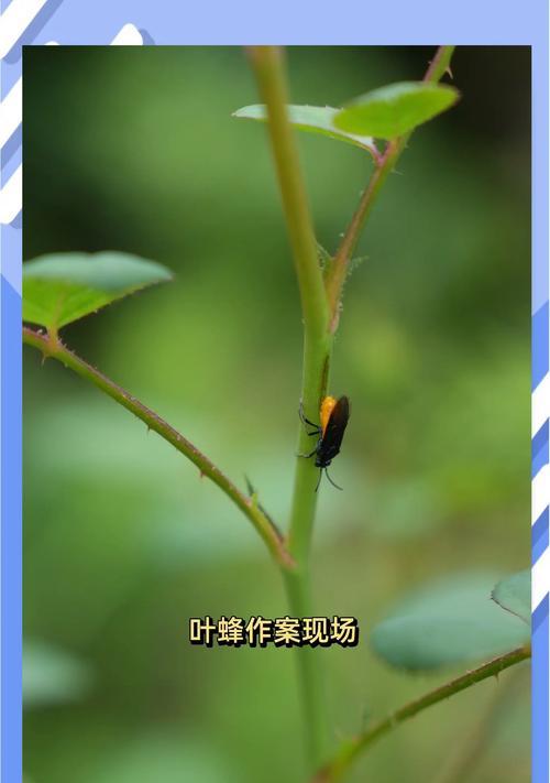 月季青虫子怎么消除掉？有效防治措施有哪些？