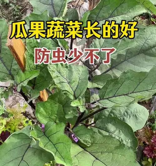 月季青虫子怎么消除掉？有效防治措施有哪些？