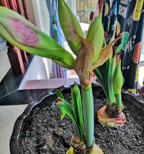 朱顶红种植用盆选择？哪种盆更适合朱顶红？