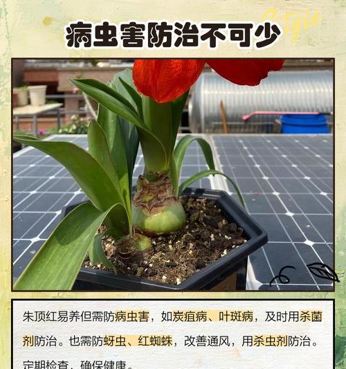 朱顶红种植用盆选择？哪种盆更适合朱顶红？