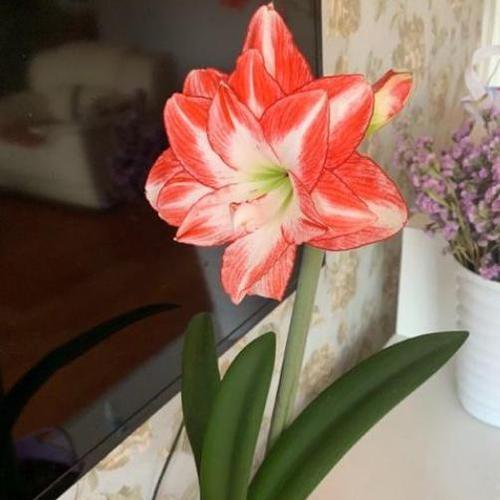 朱顶红种植用盆选择？哪种盆更适合朱顶红？