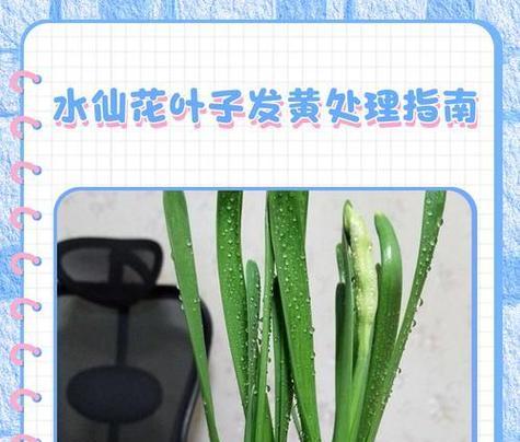竹叶类植物叶子发黄的处理方法是什么？