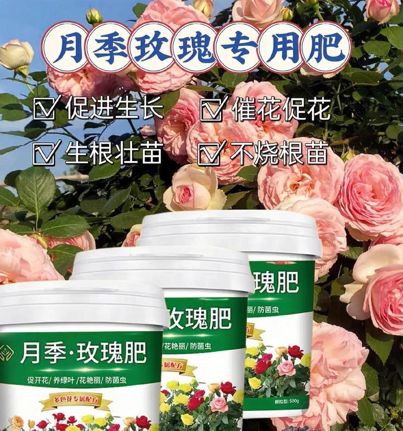 月季爆棚肥料使用方法是什么？