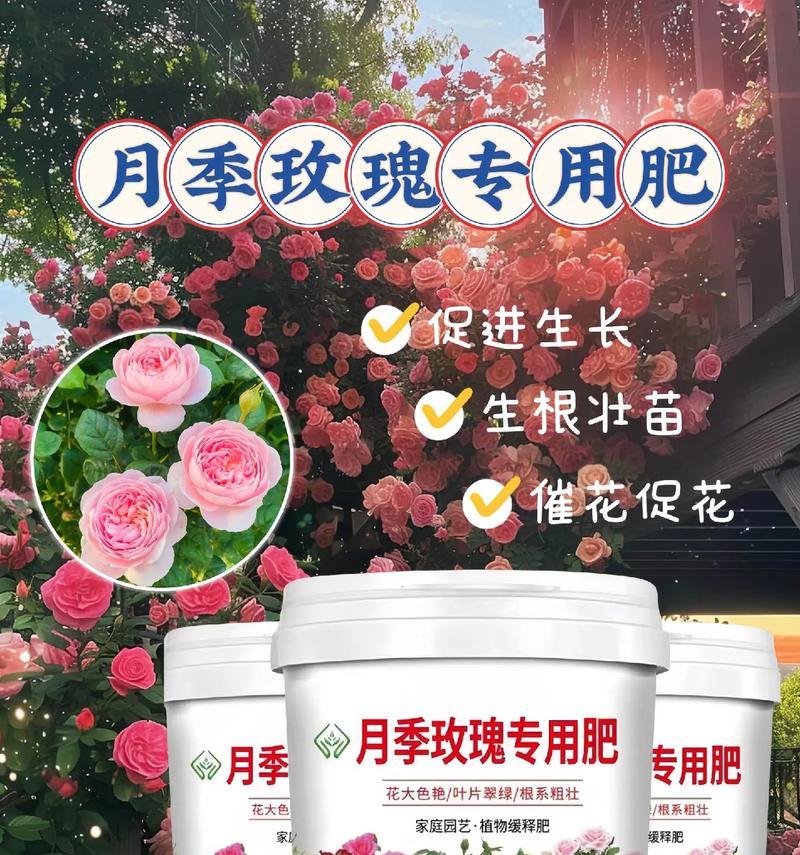 月季爆棚肥料使用方法是什么？