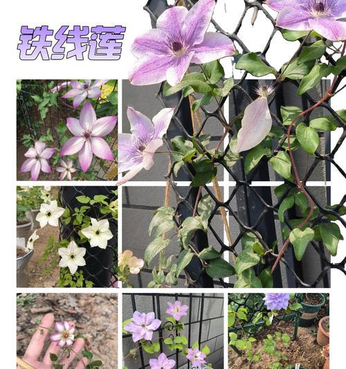 铁线莲昼天使小苗怎么养？小苗养护的要点是什么？