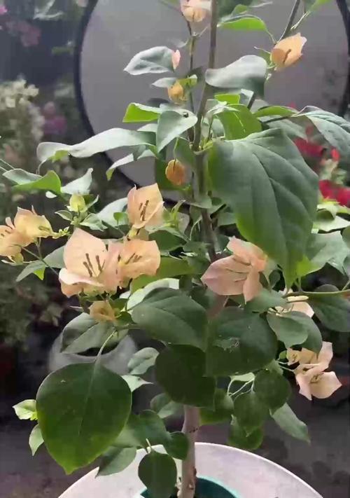铁线莲昼天使小苗怎么养？小苗养护的要点是什么？