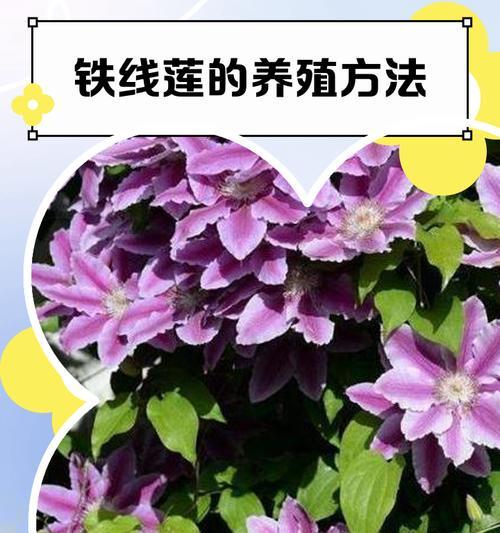 铁线莲的养护技巧有哪些？