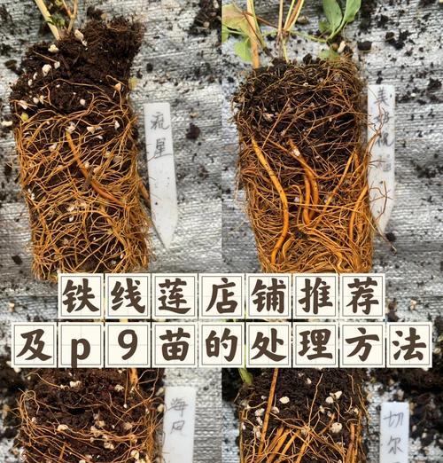 铁线莲的养护技巧有哪些？