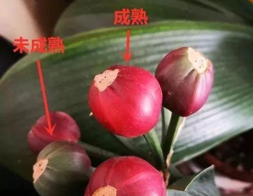 君子兰的籽播苗怎么种植？播种后如何管理？