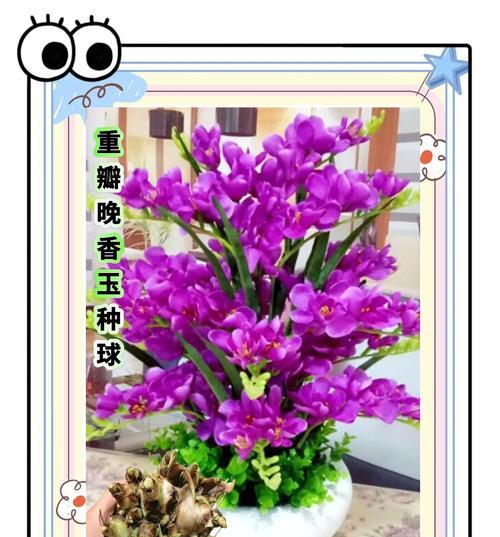 阳台种什么花装饰？美观又实用的花卉推荐？