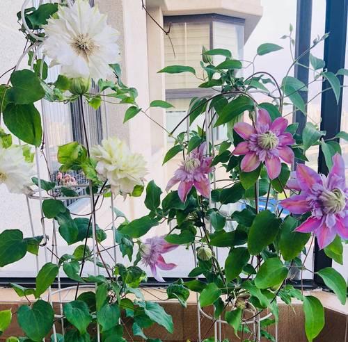 阳台种什么花装饰？美观又实用的花卉推荐？