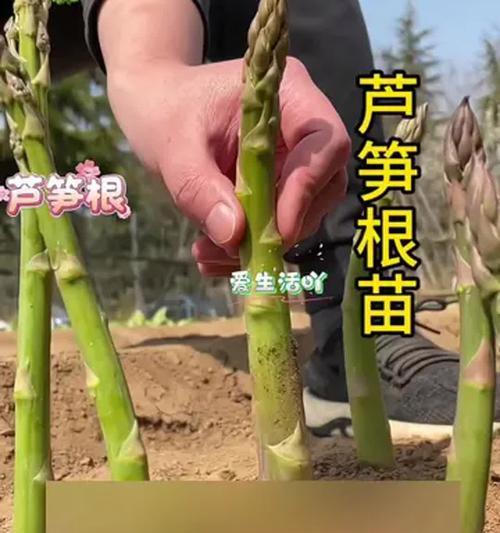 紫根芦笋栽培的关键技术是什么？