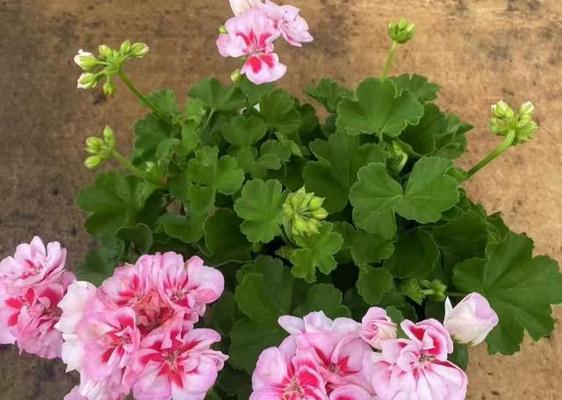 什么花适合养在阳台好养？阳台植物养护技巧有哪些？