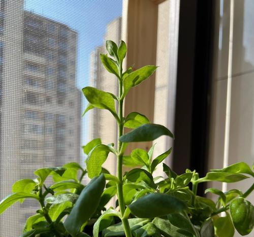 什么花适合养在阳台好养？阳台植物养护技巧有哪些？