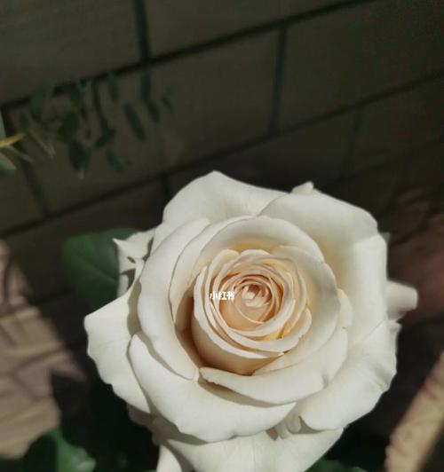 银色衬裙月季的种植与养护要点是什么？