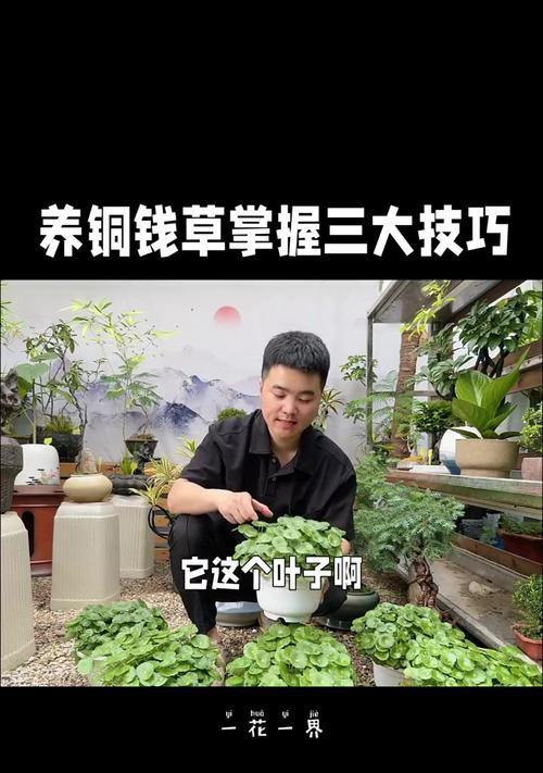 私人养花的技巧和方法有哪些？家庭园艺必备小技巧！