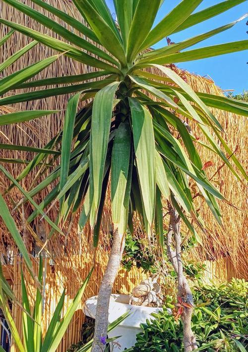 湖北有哪些地方适合观赏植物？推荐的植物有哪些？