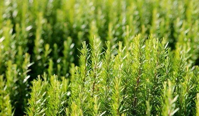 湖北有哪些地方适合观赏植物？推荐的植物有哪些？