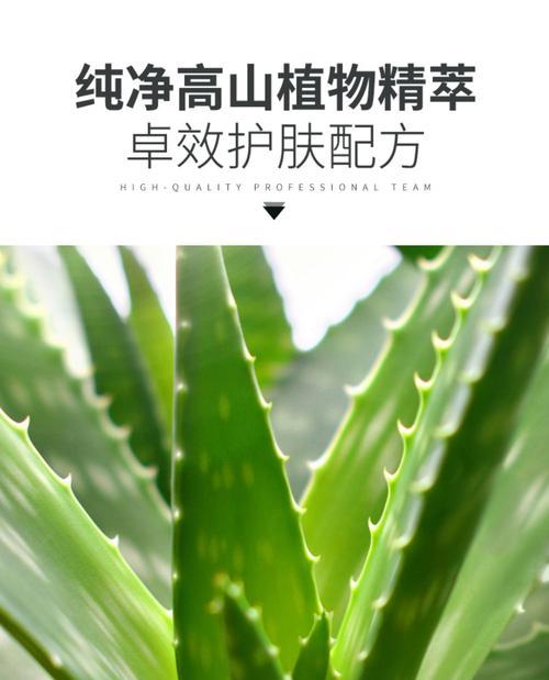 芦荟多浆植物有哪些种类？如何区分和养护？