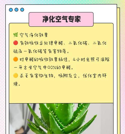 芦荟多浆植物有哪些种类？如何区分和养护？
