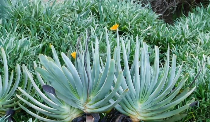 芦荟多浆植物有哪些种类？如何区分和养护？