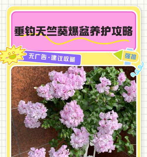 紫砂盆中天竺葵的养护技巧是什么？