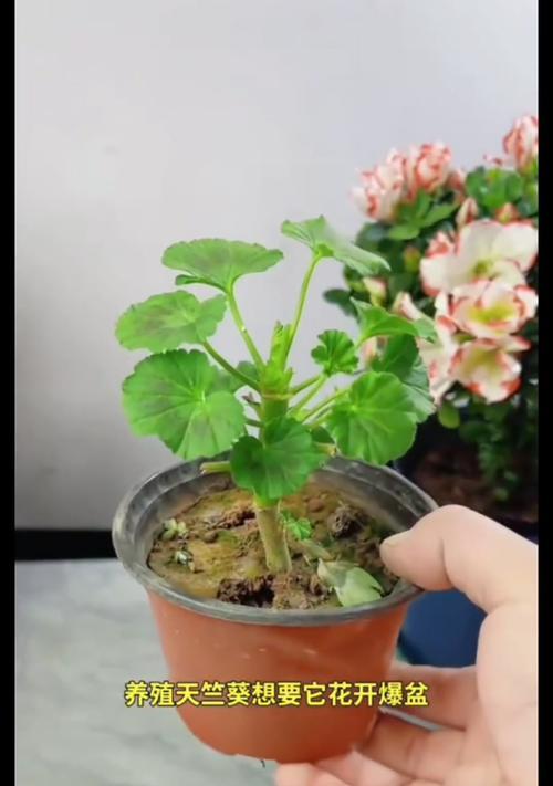紫砂盆中天竺葵的养护技巧是什么？