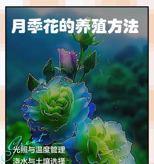 玫瑰肥皂月季养殖方法？如何确保其茁壮成长？