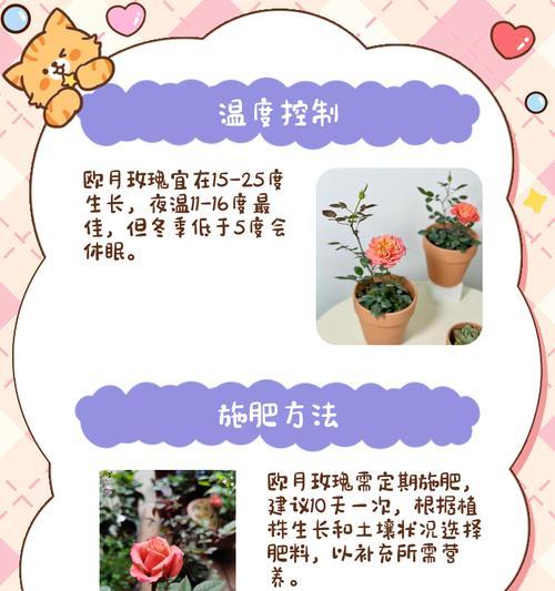 玫瑰肥皂月季养殖方法？如何确保其茁壮成长？