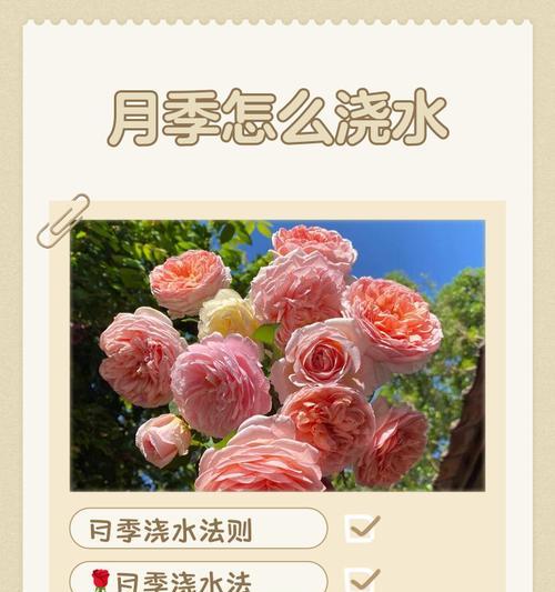玫瑰肥皂月季养殖方法？如何确保其茁壮成长？