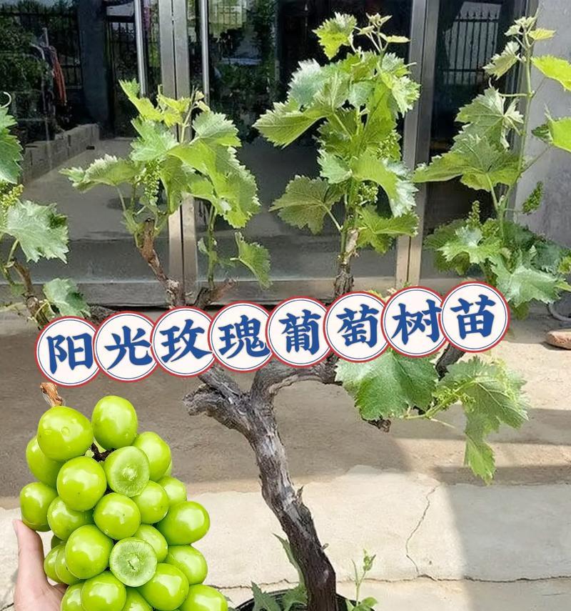 大棵玫瑰树盆景的养护技巧有哪些？